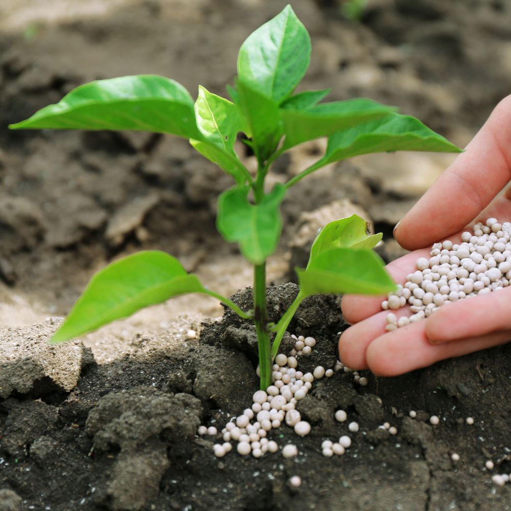 Una mano esparce gránulos al pie de una planta